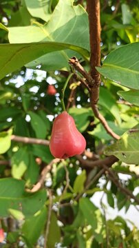 Fresh Syzygium aqueum fruits growing naturally on a tropical tree with vibrant leaves in a lush garden environment.