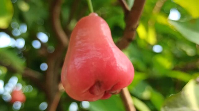 Fresh Syzygium aqueum fruits growing naturally on a tropical tree with vibrant leaves in a lush garden environment.