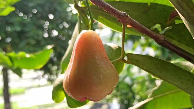 Fresh Syzygium aqueum fruits growing naturally on a tropical tree with vibrant leaves in a lush garden environment.