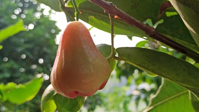Fresh Syzygium aqueum fruits growing naturally on a tropical tree with vibrant leaves in a lush garden environment.