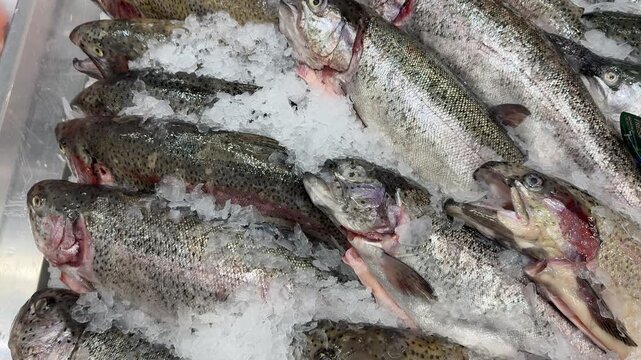 Fresh Atlantic trout on crushed ice, whole fish lined on stainless counter, silvery scales glinting, pink gills exposed, cold
