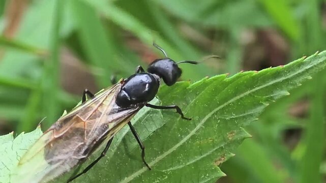 
Queen black ant spreading and flapping its wings on a green leaf, macro shot#001
초록 풀잎 위에서 날갯짓을 하는 검정왕개미 여왕개미 접사 영상 #001

