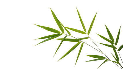 Naklejka premium Elegant and fresh green bamboo leaves on a pristine white background, showcasing natural simplicity and renewal