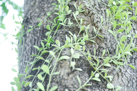 Dischidia oiantha Schltr or Dischidia sp or Dischidia on the tree or white cheesewood