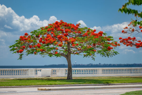Tampa, FL bayshore boulevard