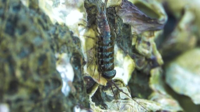 Ligia wood louse in a litter of leaves in a mountain forest in Thailand