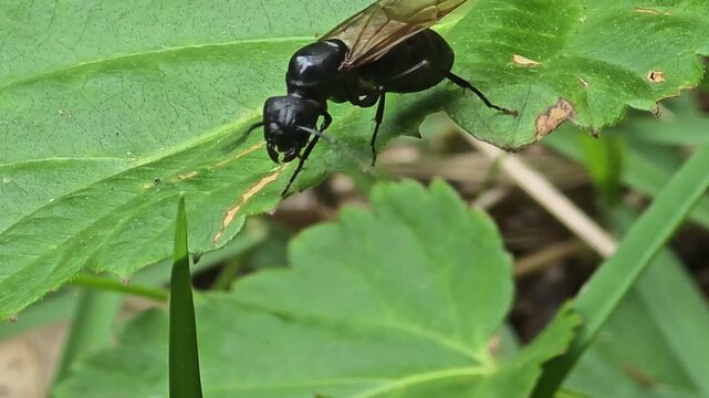 
Queen black ant spreading and flapping its wings on a green leaf, macro shot#002
초록 풀잎 위에서 날갯짓을 하는 검정왕개미 여왕개미 접사 영상 #002

