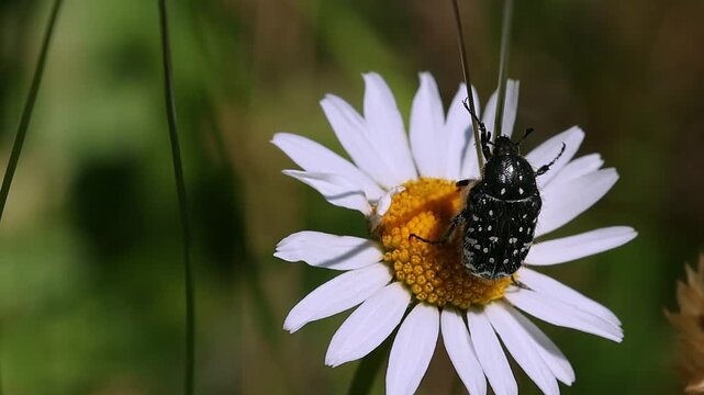 short clip of a white spotted rose beetle - oxythyrea funesta on a daisy blossom