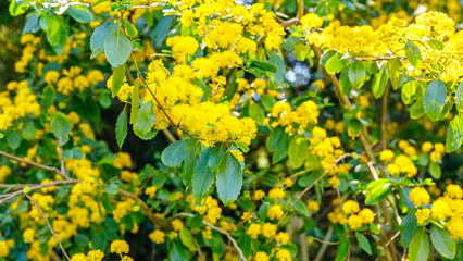 Obraz premium Bright yellow flowers bloom on branches in a garden during springtime in a sunny location