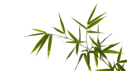 Fototapeta premium Bamboo leaves against a white background