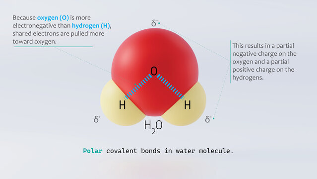 3d illustration of covalent bonding in water molecule between oxygen and hydrogen with charges labelled and electronnegativity