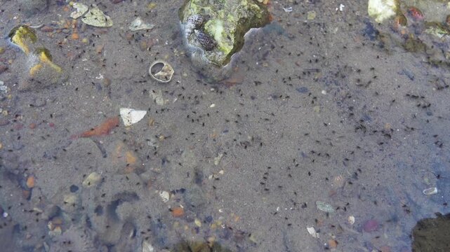 Water bugs (like sea skaters Halobates hayanus) scurry around on the surface of shallow water. Clusters of breeding freshwater insects (preconnubia). Thailand, Andaman Sea mainland coast