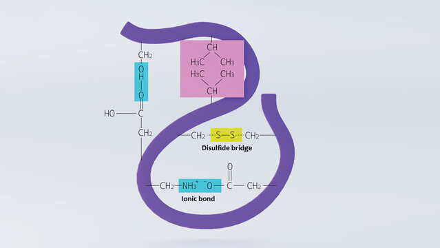 3d illustration of hydrophobic interactions in polypeptide chains with ionic and disulfide bonds