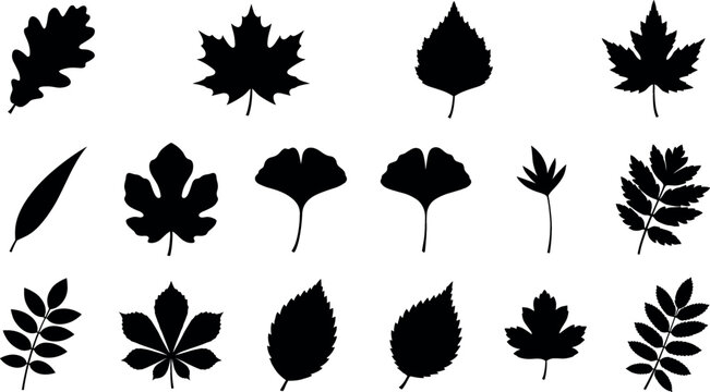 Collection of tree leaf silhouette icons including oak maple ginkgo chestnut birch and rowan leaves isolated on white background vector illustration