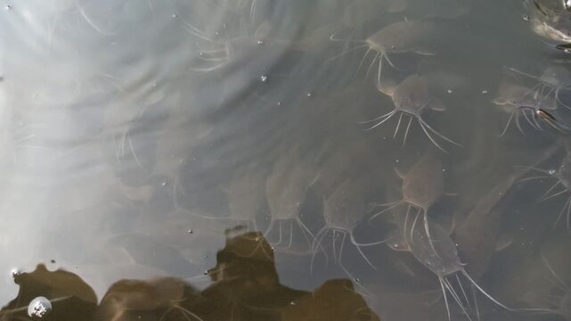Healthy catfish swimming in a clean and well-maintained pond, showcasing proper aquaculture management and freshwater fish farming.