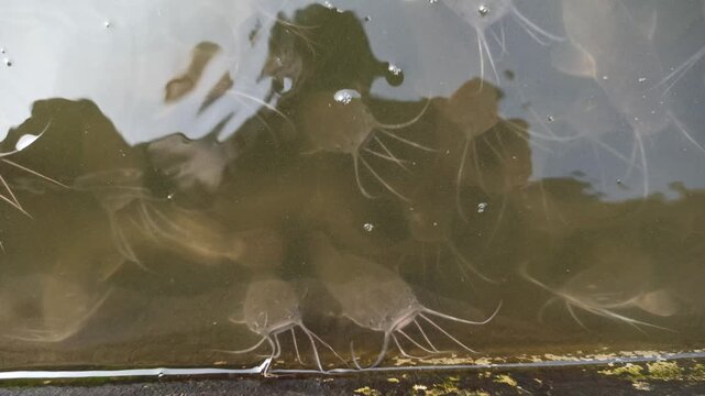 Healthy catfish swimming in a clean and well-maintained pond, showcasing proper aquaculture management and freshwater fish farming.