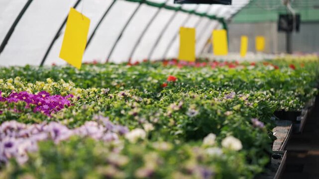 Large commercial greenhouse cultivating rows of vibrant flowering plants with yellow sticky traps hanging above to control flying insects as part of a sustainable agriculture method