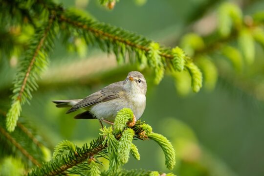 A willow warbler sits on a spruce twig with young shoots. Phylloscopus trochilus. Wildlife scene fron nature. Song bird in the spring