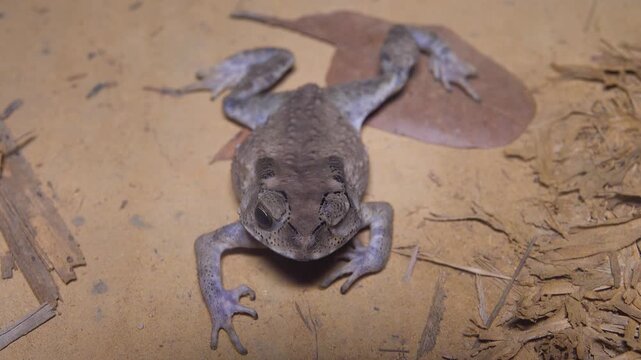 Asian common toad (Bufo melanostictus) in the coastal forest of Thailand