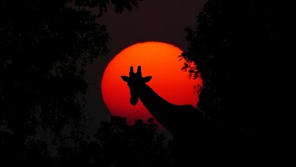 A silhouette of a giraffe against the setting sun's glow © xiaofei