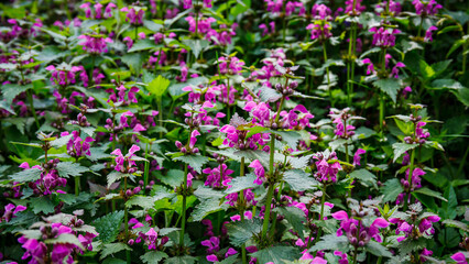 Obraz premium Wildflowers bloom in a green area during spring near a forest