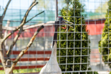 Naklejka premium Crane Bird Behind Zoo Fence Outdoors