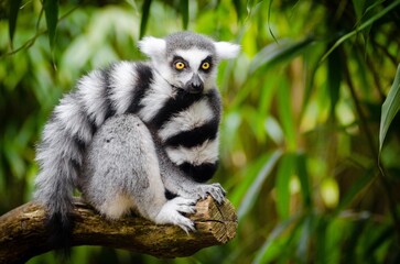 The ring-tailed lemur rests on a branch. © xiaofei