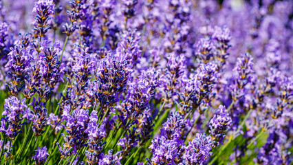 Obraz premium Lavender plants bloom in a garden under sunlight during the summer season near a walking path filled with visitors