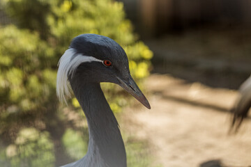 Naklejka premium Close Up Portrait of Elegant Crane