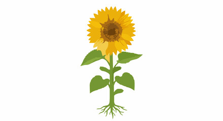 Naklejka premium Bright sunflower and green leaves botanical vector illustration