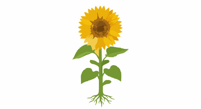 Bright sunflower and green leaves botanical vector illustration