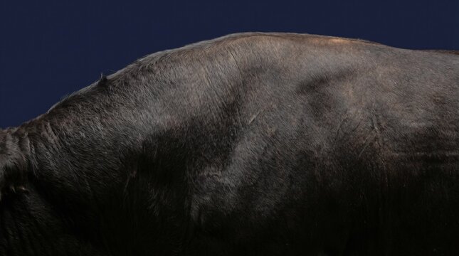 Iconic bull hump (Morrillo) showing immense upper neck muscle strength
