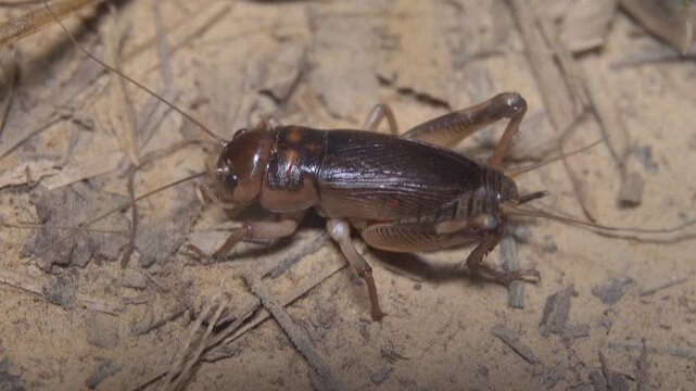 Coastal crickets sing at night on the shores of the Andaman Sea