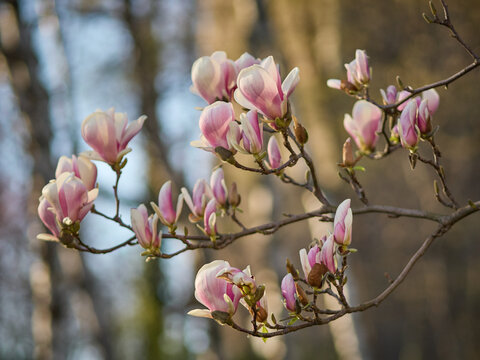 Magnolie - szlak magnolii w Cieszynie 