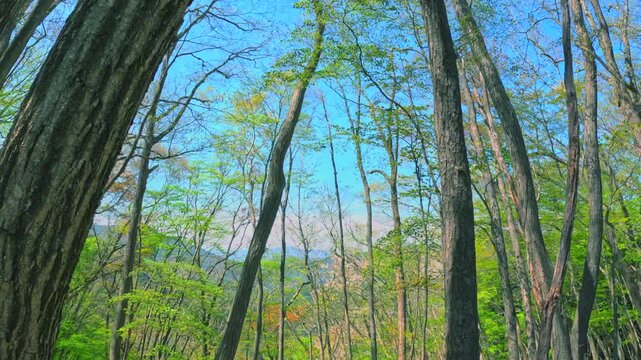新緑の木立ちの隙間から望む爽やかな青空と遠くの山並み