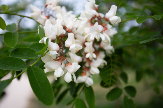 Robinier faux-acacia en fleurs de grappes blanches