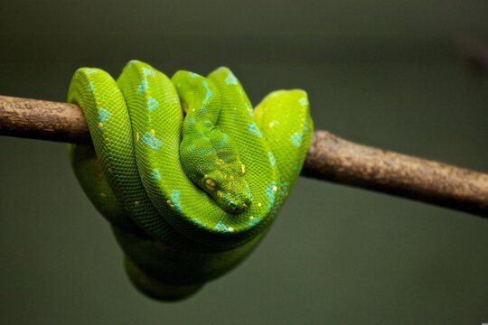 The green tree python is coiling around the tree branch.
