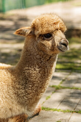 Fototapeta premium Fluffy Alpaca Sitting In Sunny Farmyard