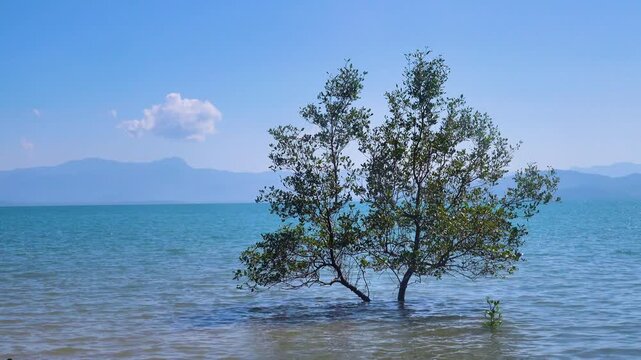 Mangroves, Herritiera, xylocarpus, rhizophore trees on the coast of the Andaman Sea. Thailand