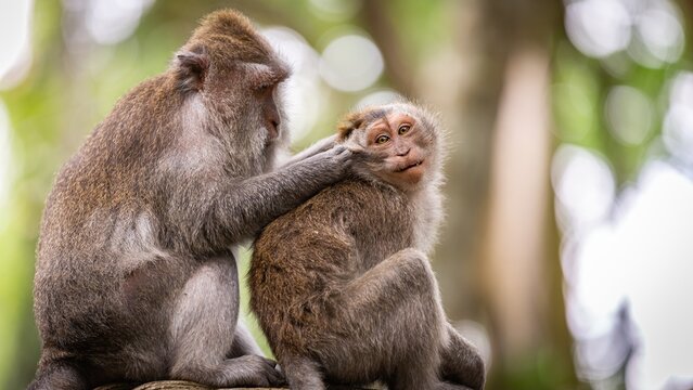 Monkeys are scratching each other.