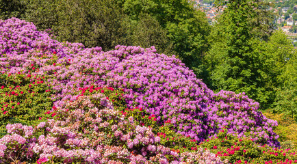Obraz premium Colorful rhododendrons and azaleas bloom on a hillside in spring among trees and a view of the town below