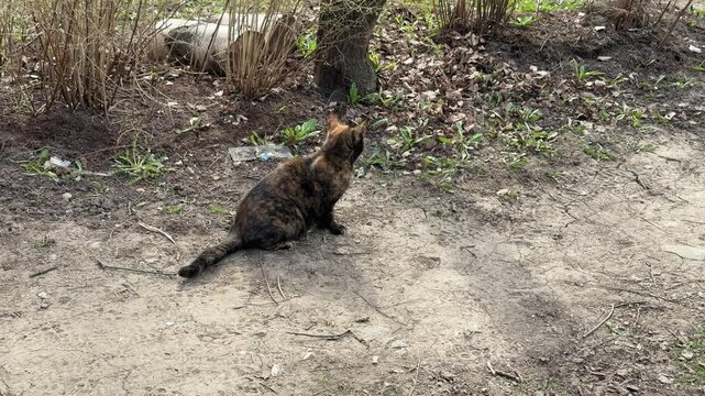 Black brown tortoiseshell cat sitting path, watchful posture near shrubs on house grounds, gravel trail, alert ears and whiskers