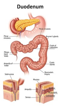 Detailed anatomical diagram of human duodenum structure.