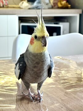 Cockatiel parrot standing on wooden table surface looking curiously at camera
