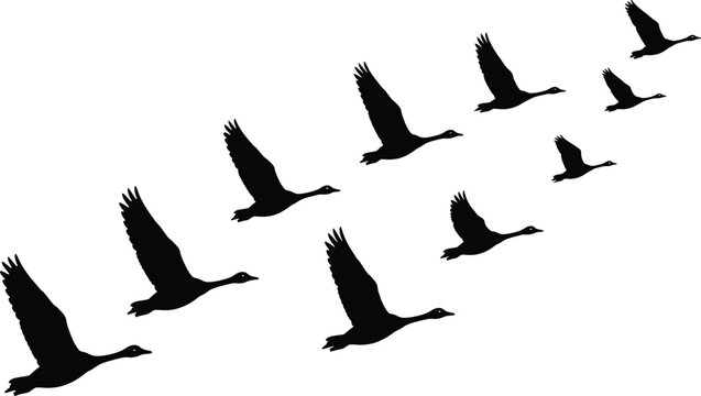 Flock of geese in v formation flight silhouette