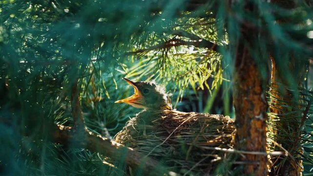 American robin baby bird chirping in nest
