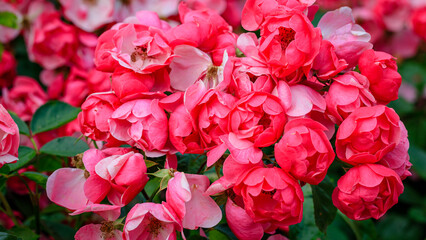 Obraz premium Roses bloom in a garden during springtime, showcasing their bright colors and attracting bees and butterflies
