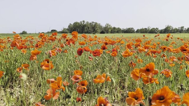 Primavera Pugliese: vento che  soffia sui papaveri rossi - Taranto, Lizzano, Italia  (HDR Video)