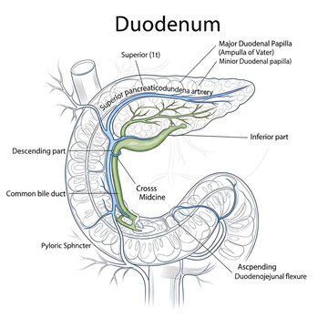 Anatomical diagram of human duodenum structure.