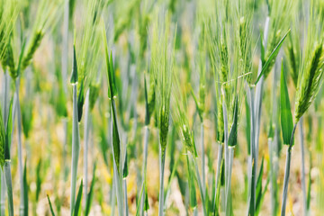 Obraz premium Green cereal plants growing on agricultural field. Young grain stalks in spring season. Natural farming landscape. Fresh rural vegetation closeup. Crop texture background in sunlight.